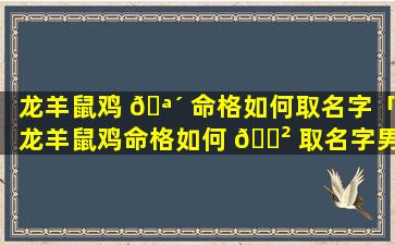 龙羊鼠鸡 🪴 命格如何取名字「龙羊鼠鸡命格如何 🌲 取名字男孩」